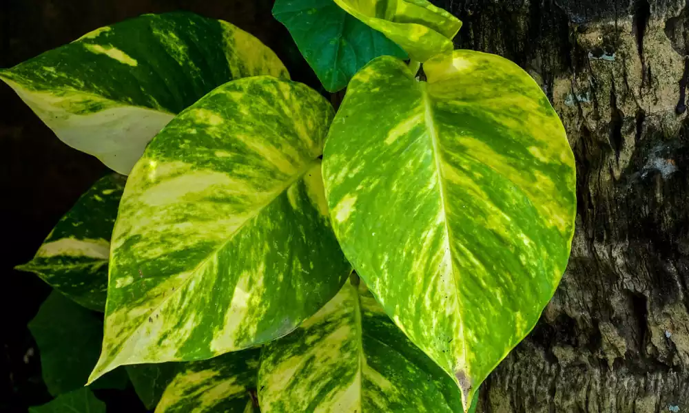 Epipremnum aureum